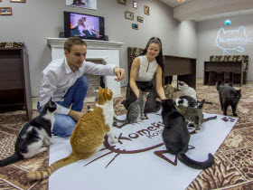 Котейка, котокафе